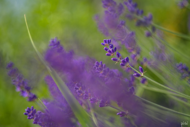 levandula