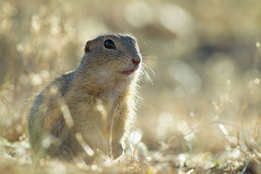 Syseľ obyčajný ePhoto.sk foto, fotografie, fotoaparáty