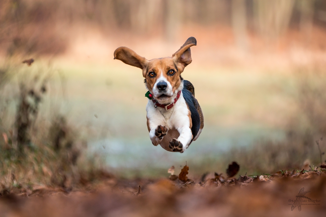 My dog can fly. Собака летит. Летающая собака. Летающий пес. Собака летает на ушах.