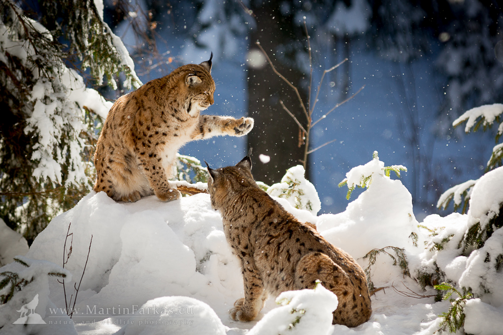 Рысь в снегу. Рысь зимой. Рысь зимой в лесу. Рысь на Камчатке. Дикие кошки зимой.