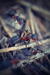 bitka mravencov