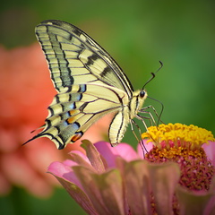 motýľovo V.