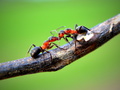 súboj mravencov