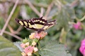 motyl