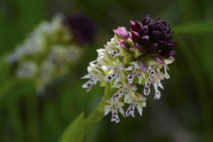 orchidea