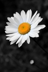 Margaretka