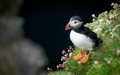 Puffin (Fratercula arctica)