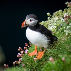 Puffin (Fratercula arctica)