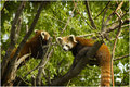 Panda Červená