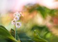 ... Convallaria majalis ...