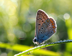 ... na špacírke rosou ...
