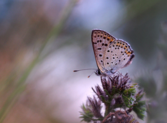 ... podvečerné letné posedenie
