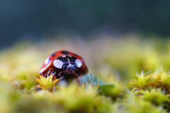 ... nakuknutie do makrosveta ...