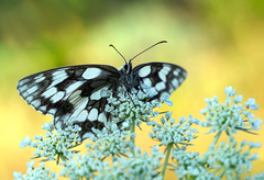... Melenargia galathea ...