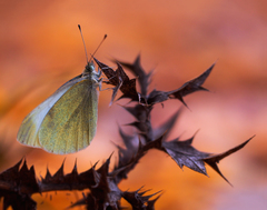 ... v ochrannom pásme ...