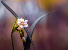 ... Leucojum aestivum ...