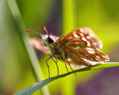 ... vyhrievanie krídiel