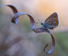 ... na závitnici ...