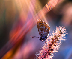 ... lúčmi čankajúci ...