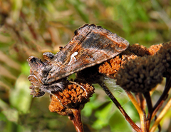 ... tajná autographa gamma ...