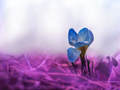... crocus vernus II. ...
