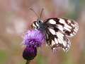 ... Melanargia galathea ...