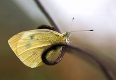 spoza drôtu-zdanie iného bytia