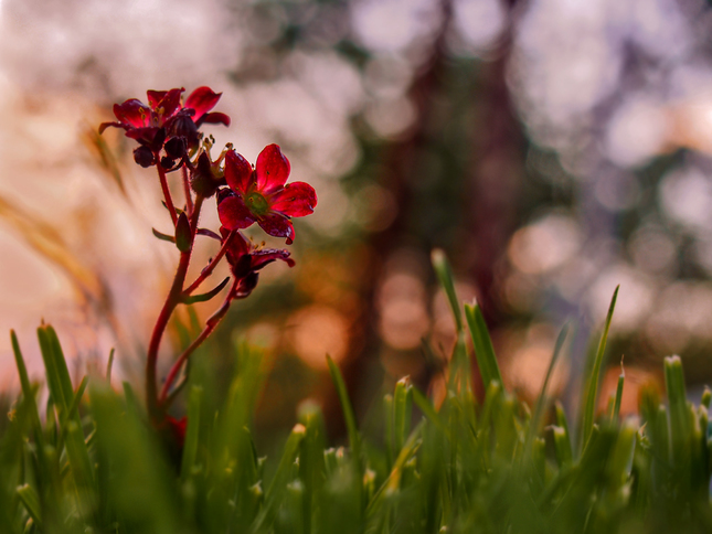 Saxifrage mousse