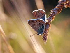 ... v stebielkovom závoji