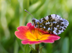 ... na farebnom podnose