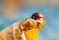 ... Coccinella septempunctata
