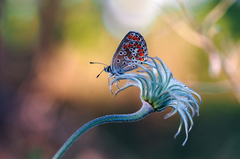 ... ranná očista ...