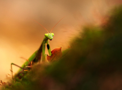 - na jeseň i listy na zakusnutie