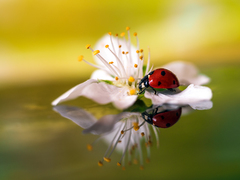 ... Coccinella septempunctata ..