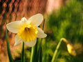 ... narcis ...