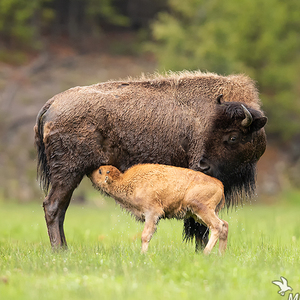 Bison bison (zubor americký)