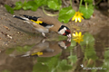 Carduelis carduelis