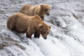 Ursus arctos horribilis