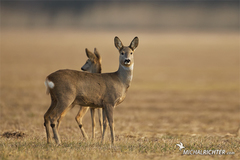 Capreolus capreolus
