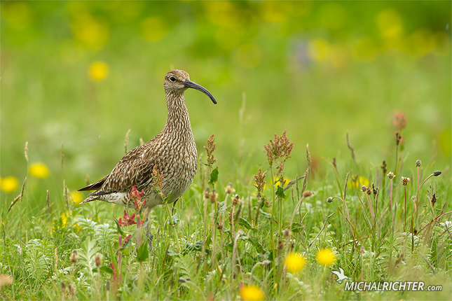 Numenius phaeopus