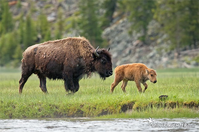 Bison bison