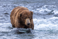 Ursus arctos horribilis