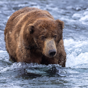 Ursus arctos horribilis