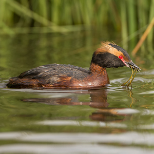 Podiceps auritus