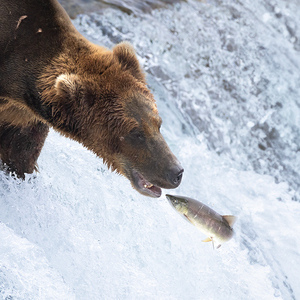 Ursus arctos horribilis