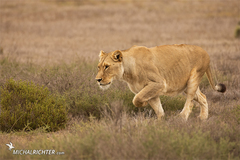 Panthera leo
