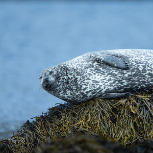 Phoca vitulina