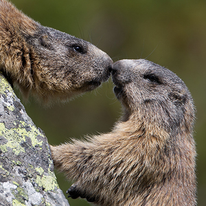 Marmota marmota latirostris