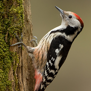 Dendrocopos medius