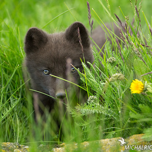 Vulpes lagopus